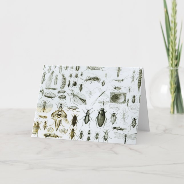 Tarjeta Insectos de entomología (Anverso)