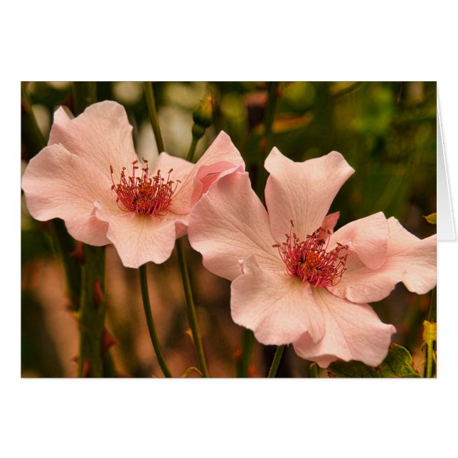 Tarjeta interior en blanco de Rosa de heirloom ros (Anverso (Horizontal))