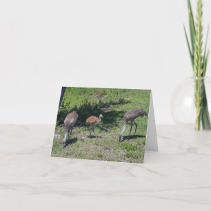 Tarjeta Interior en blanco, Florida Sandhill Cranes Photog