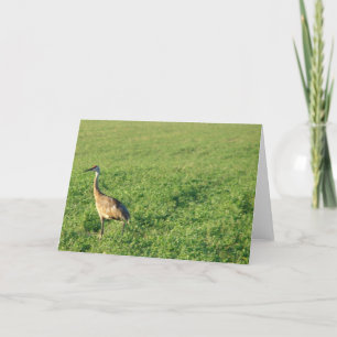 Tarjeta Iowa Sandhill Crane