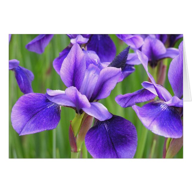 Tarjeta Iris (Anverso (Horizontal))
