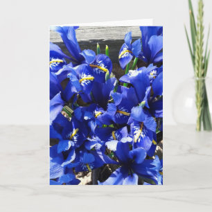 Tarjeta Iris Azul Reticulata (Iris Netted)