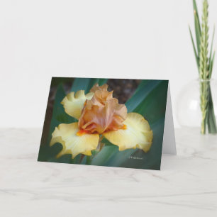 Tarjeta Iris bicolor (Tan y Amarillo)