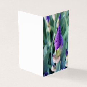 Tarjeta iris bud púrpura
