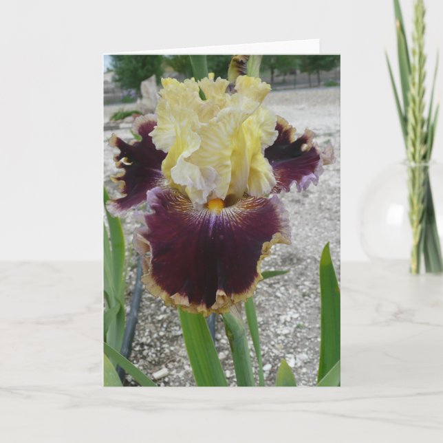 Tarjeta Iris en blanco -"BATALLA DE LAS BANDAS" (Anverso)