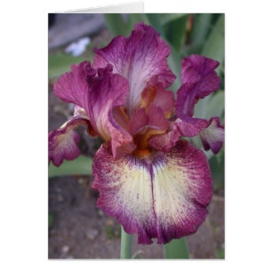 Tarjeta Iris "Estrella Inocente" - En blanco