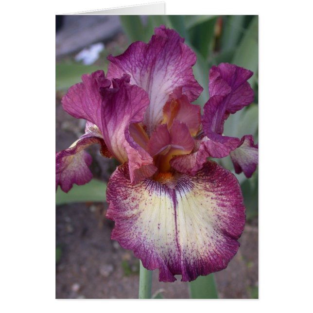 Tarjeta Iris "Estrella Inocente" - En blanco (Frente)