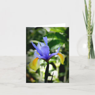 Tarjeta Iris holandés