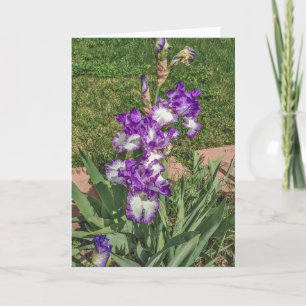 Tarjeta Iris morado y blanco - Día de la Madre, ponte bien