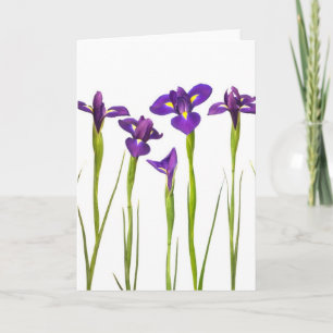 Tarjeta Iris morados aislados en un fondo blanco