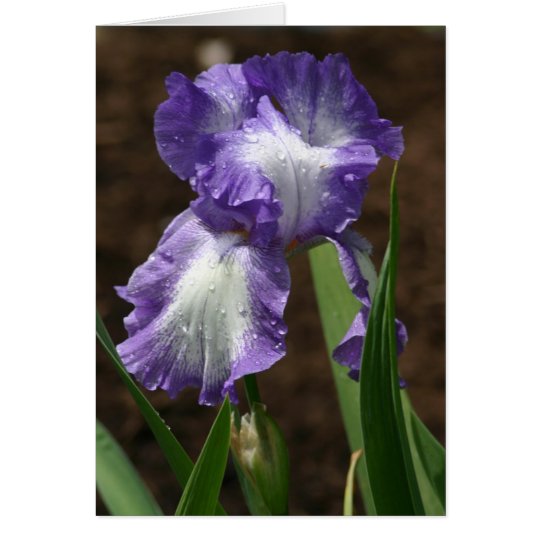 Tarjeta Iris premiado
