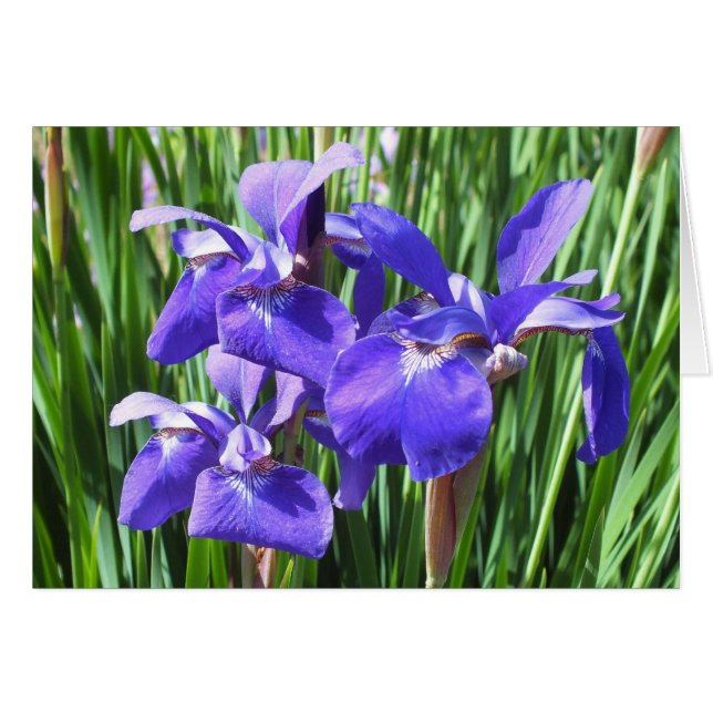Tarjeta Iris Púrpura *Personalizar* (Anverso (Horizontal))