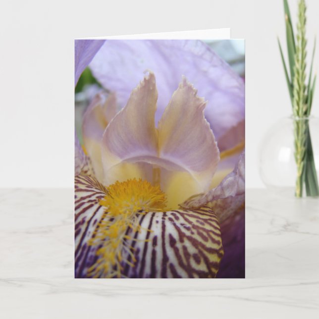 Tarjeta IRISES IRIS Flowers GREETING CARDS Note CARDS (Anverso)