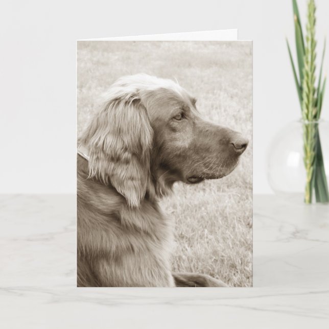 Tarjeta Irlandés Setter (Anverso)