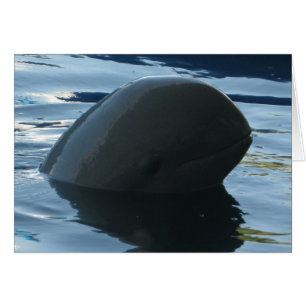 Tarjeta Irrawaddy Dolphin Peek-A-Boo
