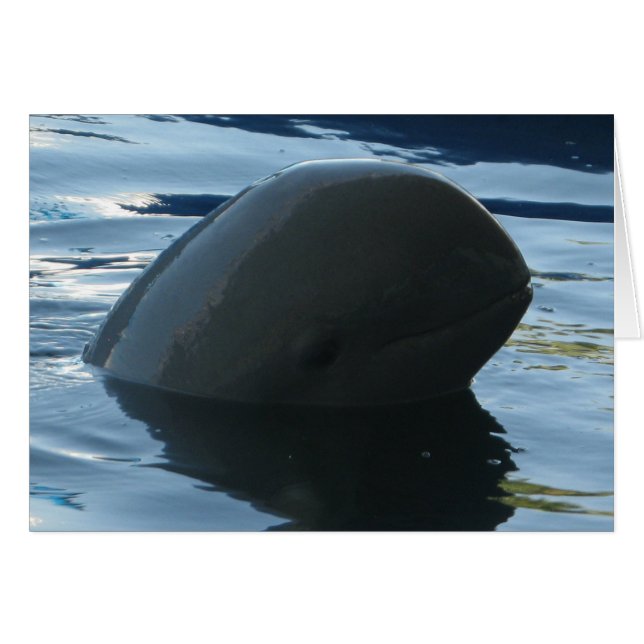 Tarjeta Irrawaddy Dolphin Peek-A-Boo (Anverso (Horizontal))