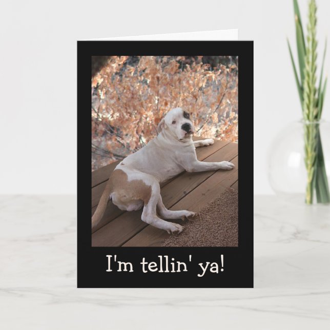 Tarjeta Irresistible Porch Dog Get Well Card (Anverso)