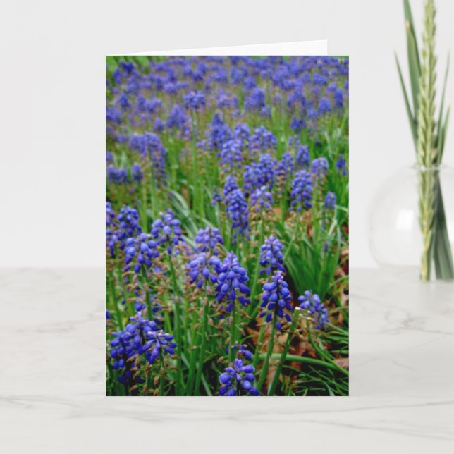 Tarjeta Jacinto armenio azul Notecard (Anverso)