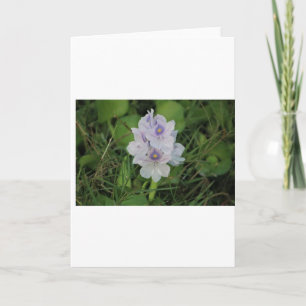 Tarjeta Jacinto de Agua en Flor - Flor Acuática Tropical
