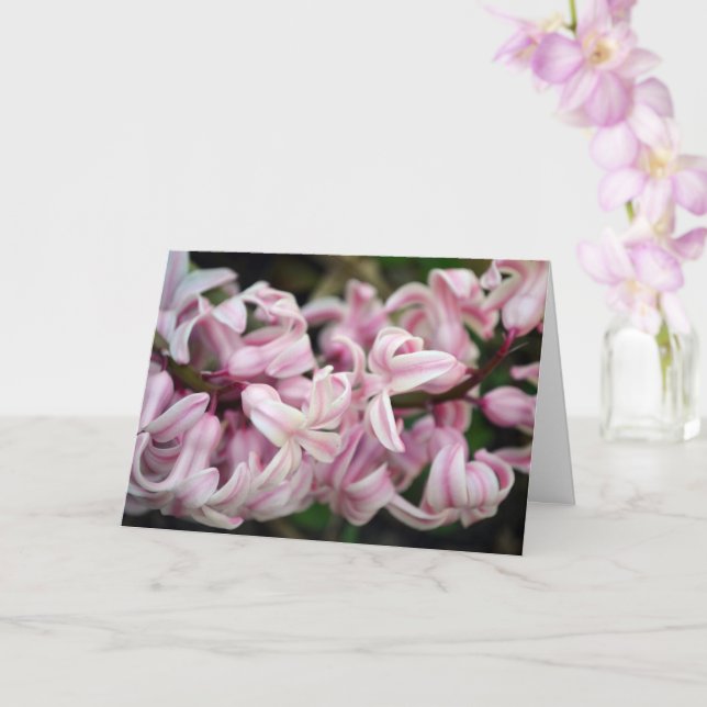 Tarjeta Jacinto Fragrante de Olor Dulce Rosa (Orquídea)