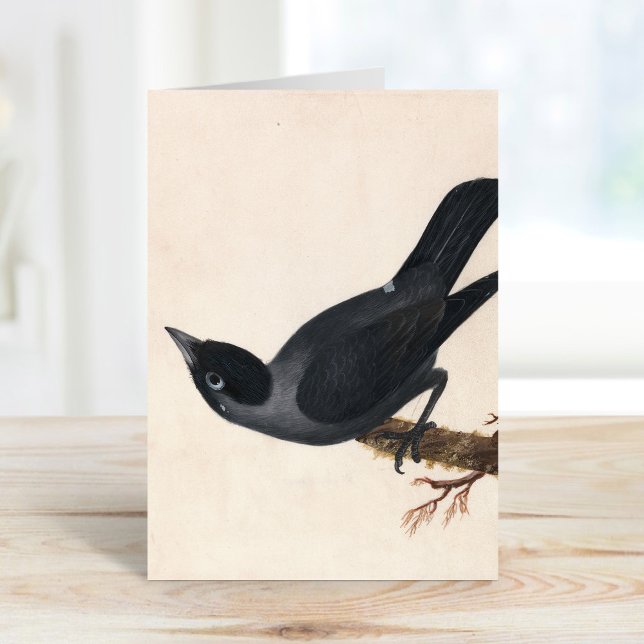 Tarjeta Jackdaw | William Lewin (Subido por el creador)