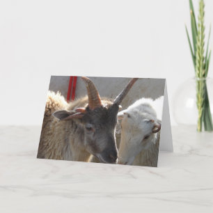 Tarjeta Jacob Crossbred Sheep