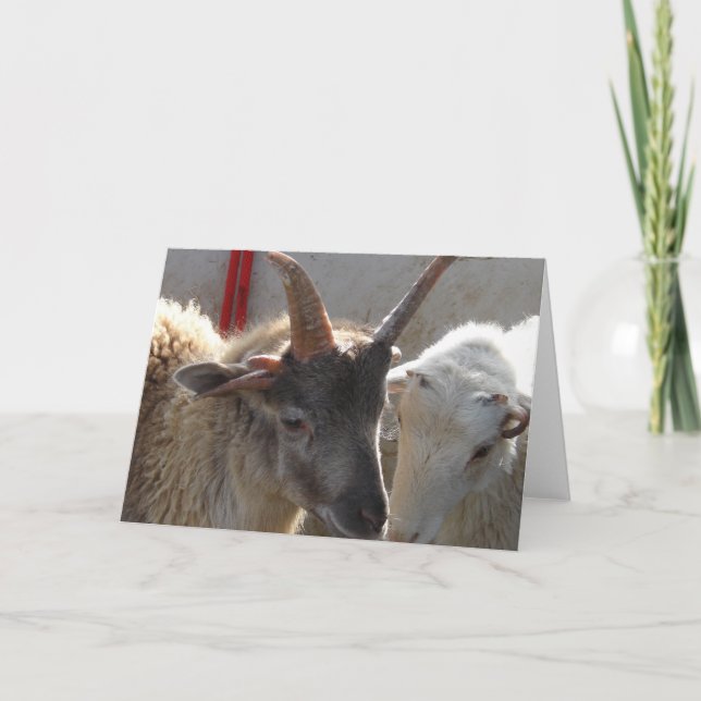 Tarjeta Jacob Crossbred Sheep (Anverso)