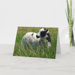 Tarjeta Jacob Ram Lamb