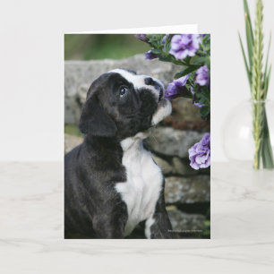 Tarjeta Jadeo del perro del boxeador