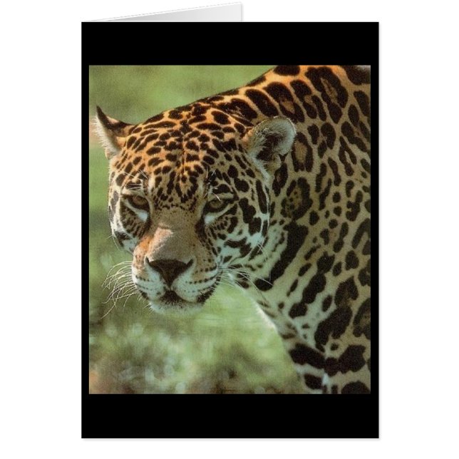 tarjeta jaguar (Frente)