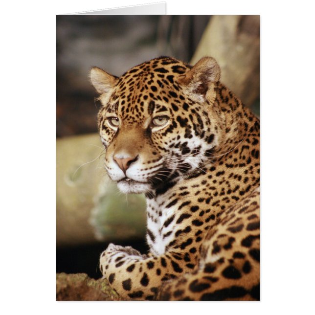 Tarjeta Jaguar (Frente)