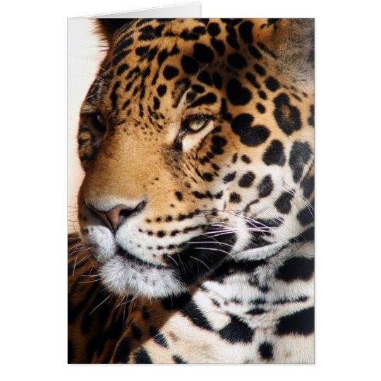 Tarjeta Jaguar