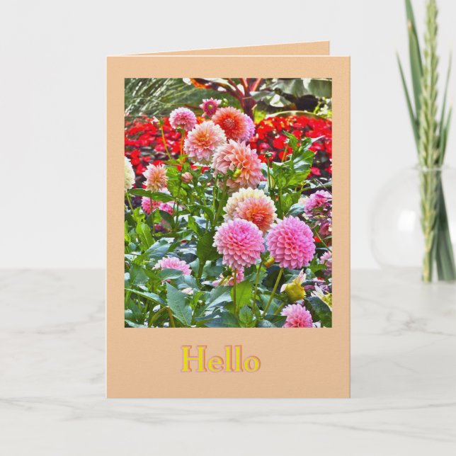 TARJETA JARDÍN DE DALIAS/ DALIAS ROSADAS Y DURAZNO/ "HOLA" (Anverso)
