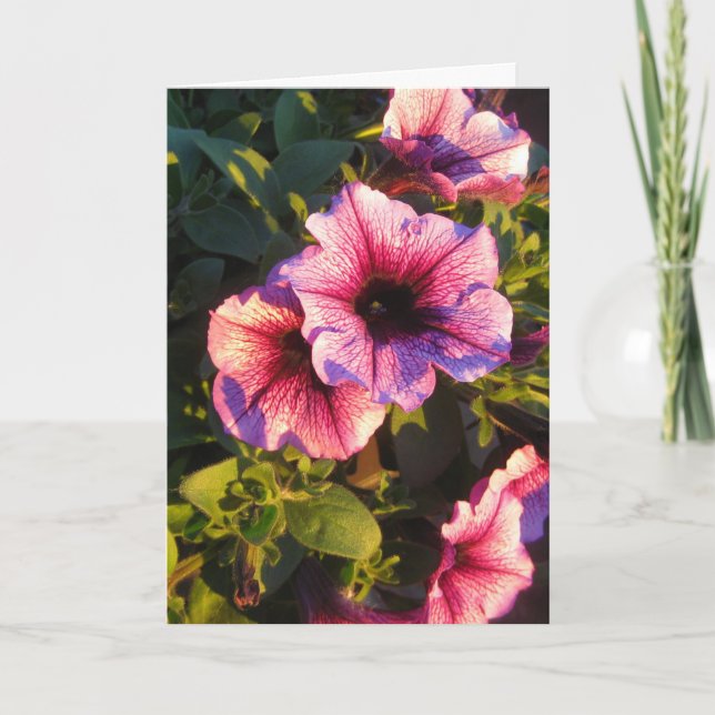 Tarjeta Jardín de flores de Petunia rosa (Anverso)