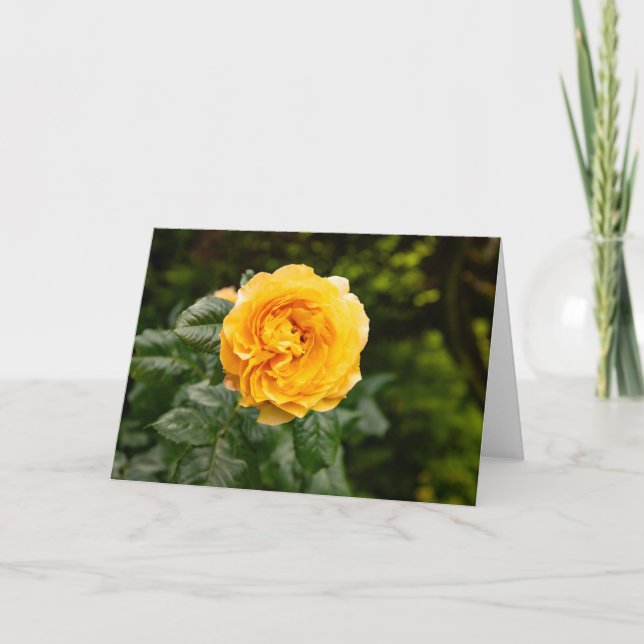 Tarjeta Jardín de Rosas con Estampado de Rosas Rosadas (Anverso)