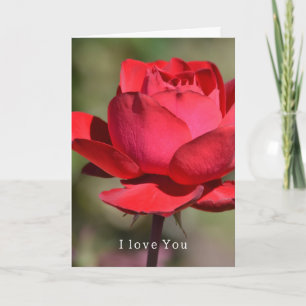 Tarjeta Jardín de Rosas Rojas Amor (mi fotografía)