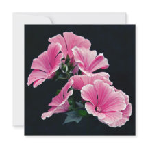Jardín Hermoso Rosas Malva Rosa Flores