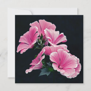 Tarjeta Jardín Hermoso Rosas Malva Rosa Flores