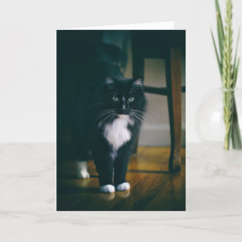 Tarjeta Jasper el gato del esmoquin