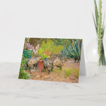 Javelinas en la Casita