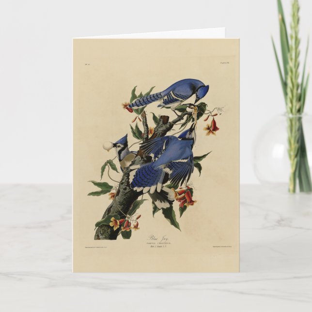Tarjeta Jay azul - Los pájaros de Estados Unidos de John J (Anverso)