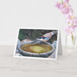 Tarjeta Jay Bird euroasiático sentado en Bird Bath