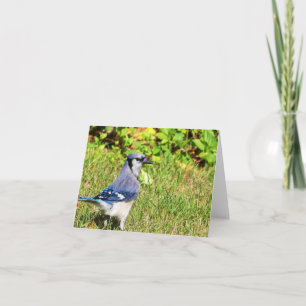 Tarjeta Jay Blue del Norte