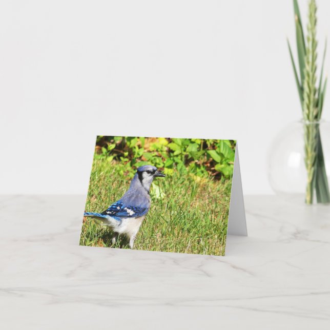 Tarjeta Jay Blue del Norte (Anverso)