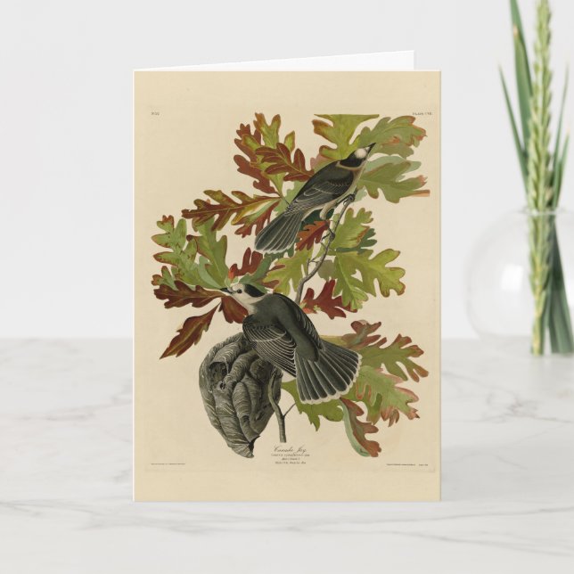 Tarjeta Jay de Canadá (Jay gris) - Aves de América de Audu (Anverso)