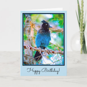Tarjeta Jay de Steller - Fotografía original