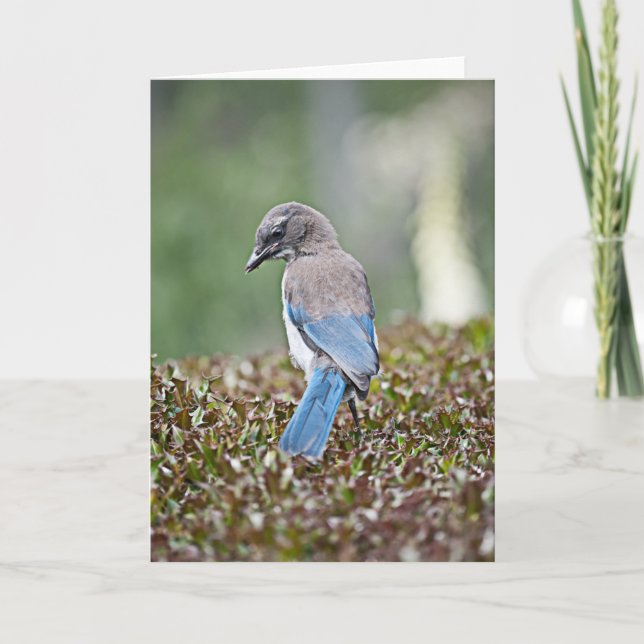 Tarjeta Jay de tiempo de ejecución (Anverso)