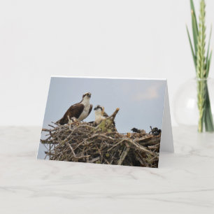 Tarjeta Jerarquía de Osprey con el bebé