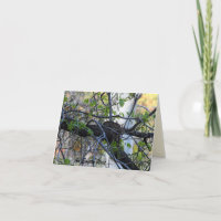 Jerarquía vacía Notecard
