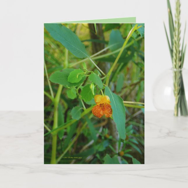 Tarjeta Jewelweed (Anverso)